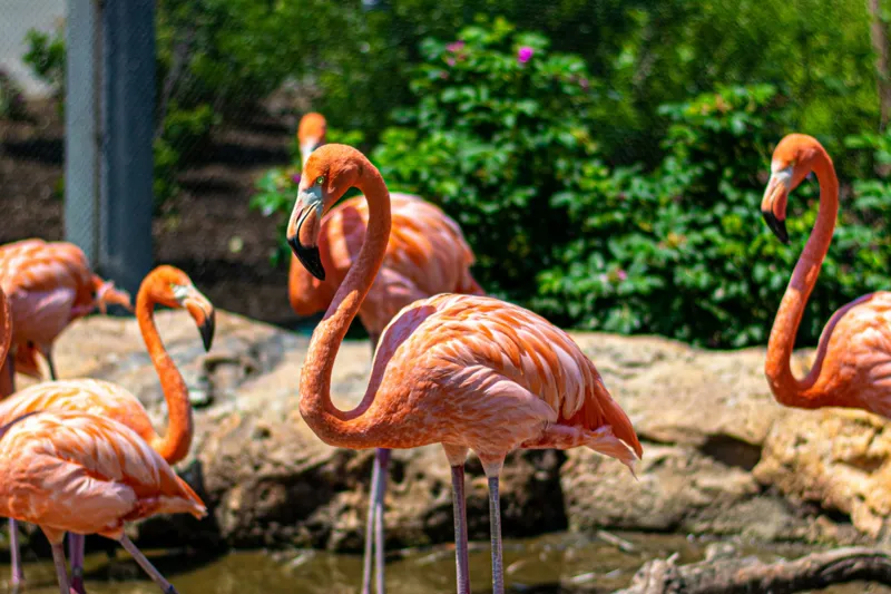 Tablou Canvas, "Grațioasele flamingo în grădină zoologică", Flamingo, Eleganță, Roz, Natură, Grădină, Apă, Pietre, Vegetație, Soare, Aripi, 150 x 100 cm – poza 2