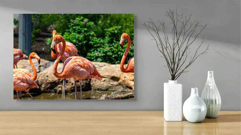 Tablou Canvas, "Grațioasele flamingo în grădină zoologică", Flamingo, Eleganță, Roz, Natură, Grădină, Apă, Pietre, Vegetație, Soare, Aripi, 70 x 50 cm – poza 3