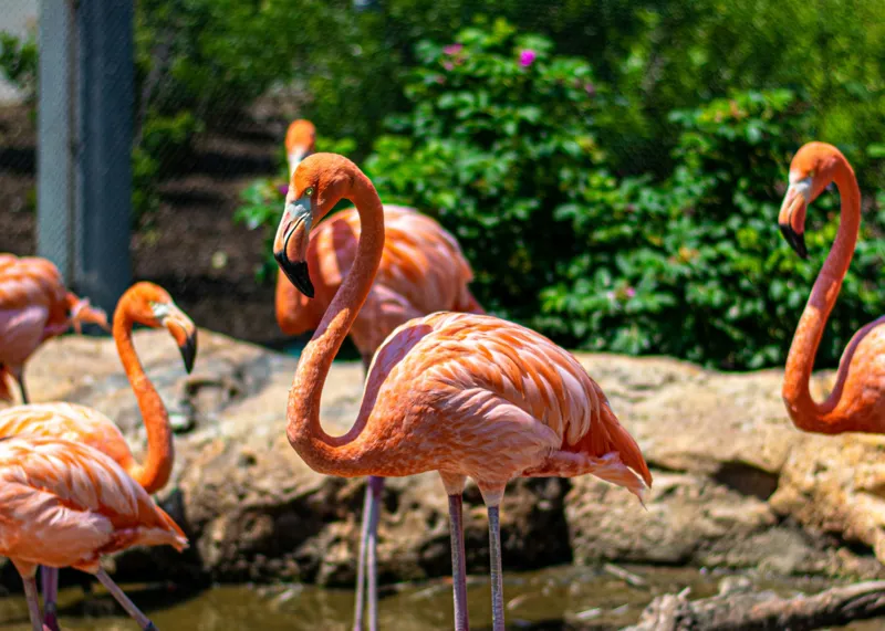 Tablou Canvas, "Grațioasele flamingo în grădină zoologică", Flamingo, Eleganță, Roz, Natură, Grădină, Apă, Pietre, Vegetație, Soare, Aripi, 70 x 50 cm – poza 2