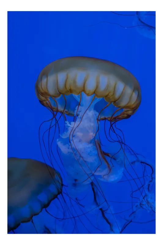 Tablou Canvas, "Dansul grațios al meduzelor aurii", Meduză, Albastru, Tentacule, Grație, Ocean, Lumină, 39 x 54 cm