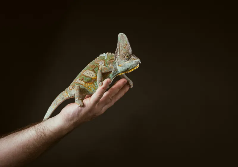 Tablou Canvas, "Cameleonul pe mâna îngrijitorului său", Cameleon, Mână, Reptilă, Verde, Textură, Întuneric, Delicat, Contrast, Exotic, Natură, 100 x 70 cm – poza 2