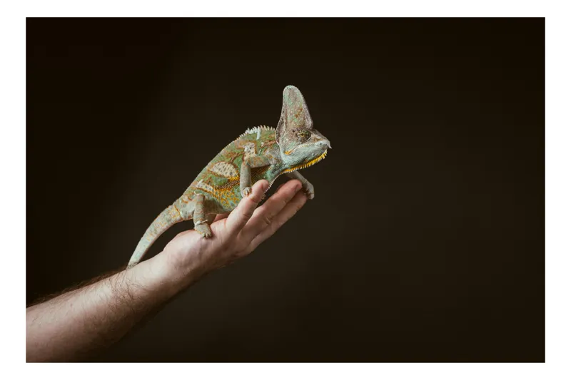 Tablou Canvas, "Cameleonul pe mâna îngrijitorului său", Cameleon, Mână, Reptilă, Verde, Textură, Întuneric, Delicat, Contrast, Exotic, Natură, 39 x 26 cm