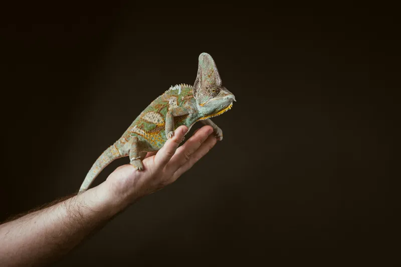 Tablou Canvas, "Cameleonul pe mâna îngrijitorului său", Cameleon, Mână, Reptilă, Verde, Textură, Întuneric, Delicat, Contrast, Exotic, Natură, 150 x 100 cm – poza 2