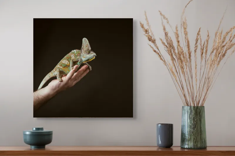 Tablou Canvas, "Cameleonul pe mâna îngrijitorului său", Cameleon, Mână, Reptilă, Verde, Textură, Întuneric, Delicat, Contrast, Exotic, Natură, 50 x 50 cm – poza 4
