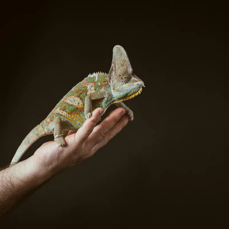 Tablou Canvas, "Cameleonul pe mâna îngrijitorului său", Cameleon, Mână, Reptilă, Verde, Textură, Întuneric, Delicat, Contrast, Exotic, Natură, 50 x 50 cm – poza 2
