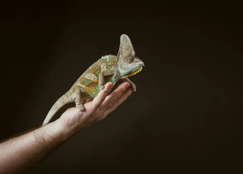 Tablou Canvas, "Cameleonul pe mâna îngrijitorului său", Cameleon, Mână, Reptilă, Verde, Textură, Întuneric, Delicat, Contrast, Exotic, Natură, 70 x 50 cm – poza 2
