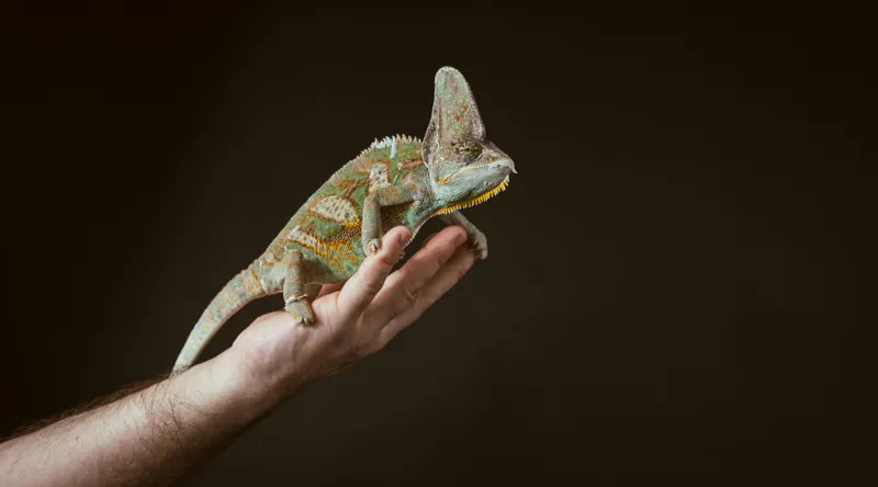 Tablou Canvas, "Cameleonul pe mâna îngrijitorului său", Cameleon, Mână, Reptilă, Verde, Textură, Întuneric, Delicat, Contrast, Exotic, Natură, 90 x 50 cm – poza 2