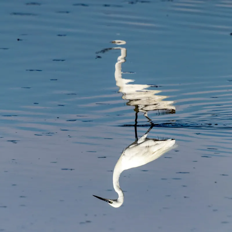 Tablou Canvas, "Egreta și reflecția în apă liniștită", Reflecție, Liniște, Eleganță, Apă, Pasăre, Serenitate, Albastru, Natură, 100 x 100 cm – poza 2