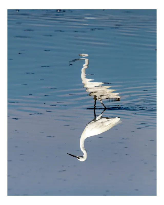 Tablou Canvas, "Egreta și reflecția în apă liniștită", Reflecție, Liniște, Eleganță, Apă, Pasăre, Serenitate, Albastru, Natură, 50 x 90 cm