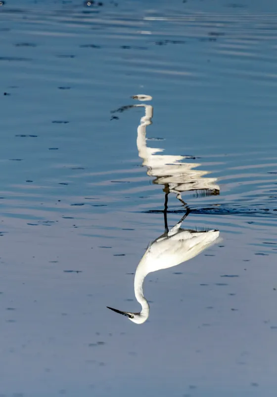Tablou Canvas, "Egreta și reflecția în apă liniștită", Reflecție, Liniște, Eleganță, Apă, Pasăre, Serenitate, Albastru, Natură, 70 x 100 cm – poza 2