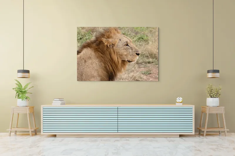 Tablou Canvas, "Regele savanei privind orizontul", Leu, Mândru, Impunător, Seren, Regal, Natură, Sălbatic, Puternic, Neînfricat, Magnific, 150 x 100 cm – poza 6