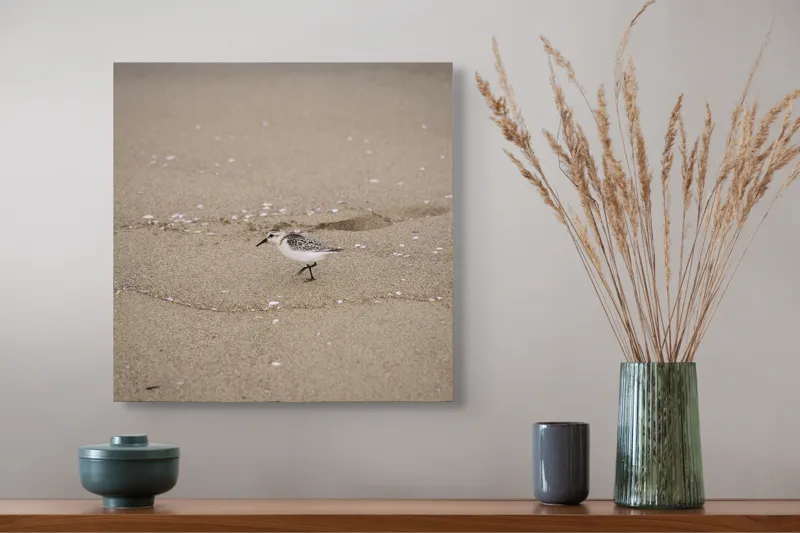 Tablou Canvas, "Păsărilă pe țărmul nisipos al mării", Nisip, Pasăre, Drum, Cochilii, Liniște, Natură, Plajă, Păsări., 50 x 50 cm – poza 4
