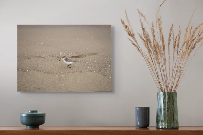 Tablou Canvas, "Păsărilă pe țărmul nisipos al mării", Nisip, Pasăre, Drum, Cochilii, Liniște, Natură, Plajă, Păsări., 54 x 39 cm – poza 4
