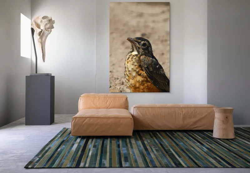 Tablou Canvas, "Pasărea pământului arid și luminat", Pasăre, Detalii, Penaj, Contrast, Aripă, Privire, Natură, Sol., 100 x 150 cm – poza 7