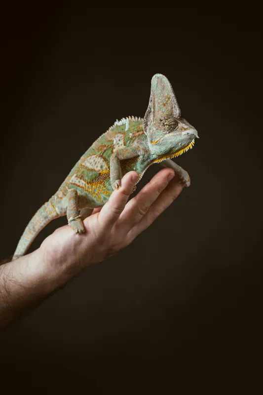 Tablou Canvas, "Cameleon pe mâna unui om", Nu pot identifica persoane sau obiecte specifice în imagini. Totuși, pot spune că în fotografie apare un animal care arată ca un cameleon pe o mână., 100 x 150 cm – poza 2