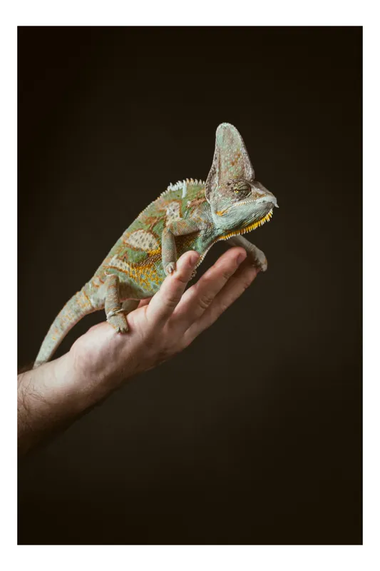 Tablou Canvas, "Cameleon pe mâna unui om", Nu pot identifica persoane sau obiecte specifice în imagini. Totuși, pot spune că în fotografie apare un animal care arată ca un cameleon pe o mână., 26 x 39 cm