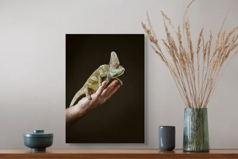 Tablou Canvas, "Cameleon pe mâna unui om", Nu pot identifica persoane sau obiecte specifice în imagini. Totuși, pot spune că în fotografie apare un animal care arată ca un cameleon pe o mână., 39 x 54 cm – poza 3
