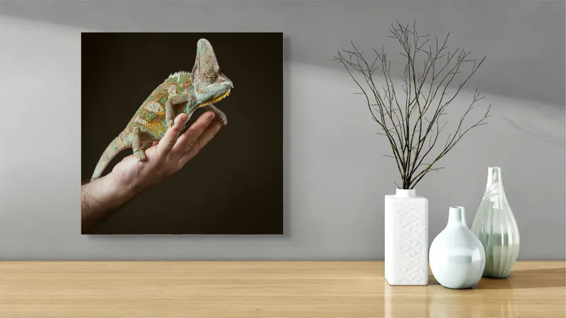 Tablou Canvas, "Cameleon pe mâna unui om", Nu pot identifica persoane sau obiecte specifice în imagini. Totuși, pot spune că în fotografie apare un animal care arată ca un cameleon pe o mână., 50 x 50 cm – poza 3