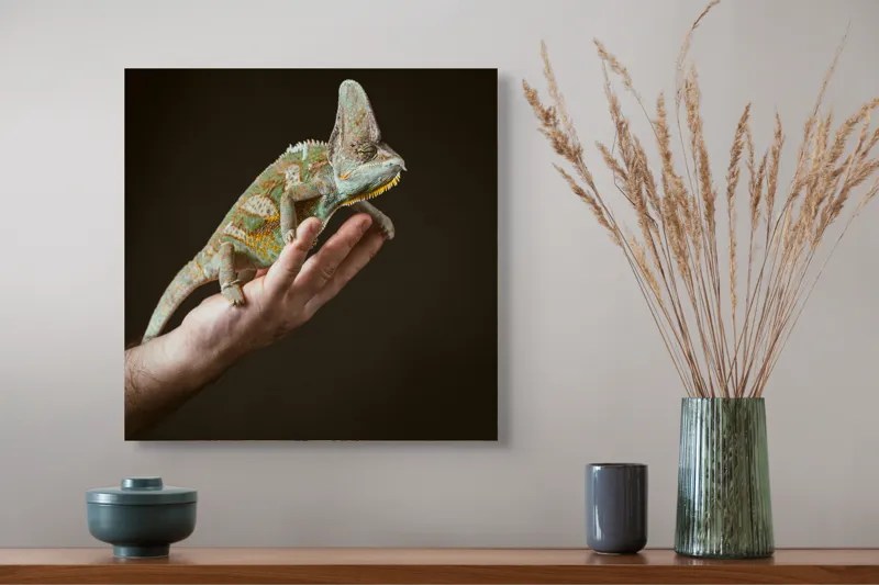 Tablou Canvas, "Cameleon pe mâna unui om", Nu pot identifica persoane sau obiecte specifice în imagini. Totuși, pot spune că în fotografie apare un animal care arată ca un cameleon pe o mână., 50 x 50 cm – poza 4