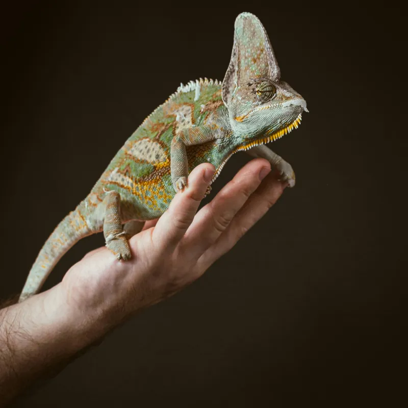 Tablou Canvas, "Cameleon pe mâna unui om", Nu pot identifica persoane sau obiecte specifice în imagini. Totuși, pot spune că în fotografie apare un animal care arată ca un cameleon pe o mână., 50 x 50 cm – poza 2