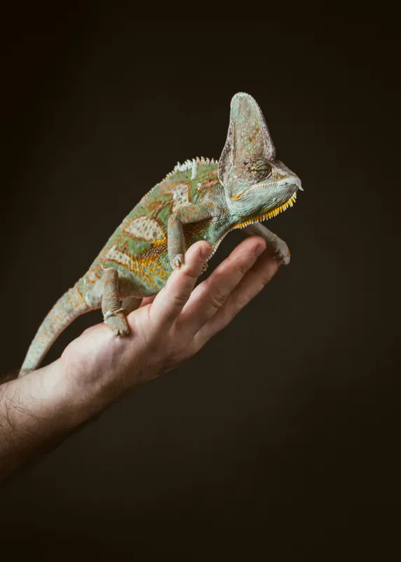 Tablou Canvas, "Cameleon pe mâna unui om", Nu pot identifica persoane sau obiecte specifice în imagini. Totuși, pot spune că în fotografie apare un animal care arată ca un cameleon pe o mână., 50 x 70 cm – poza 2