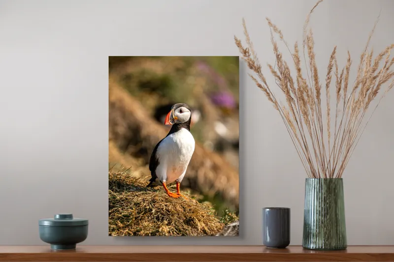Tablou Canvas, "Puffin pe marginea stâncii verzi", Pinguin, Stâncă, Vegetație, Lumină, Panoramă, Măreție, Natură, Libertate., 39 x 54 cm – poza 3