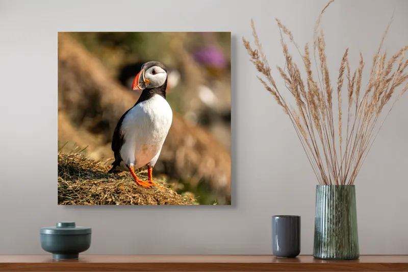 Tablou Canvas, "Puffin pe marginea stâncii verzi", Pinguin, Stâncă, Vegetație, Lumină, Panoramă, Măreție, Natură, Libertate., 50 x 50 cm – poza 4