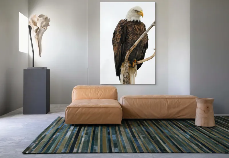 Tablou Canvas, "Vulturul mândru pe creangă înaltă", Vultur, Majestic, Penaj, Crengi, Privire, Natură., 100 x 150 cm – poza 7