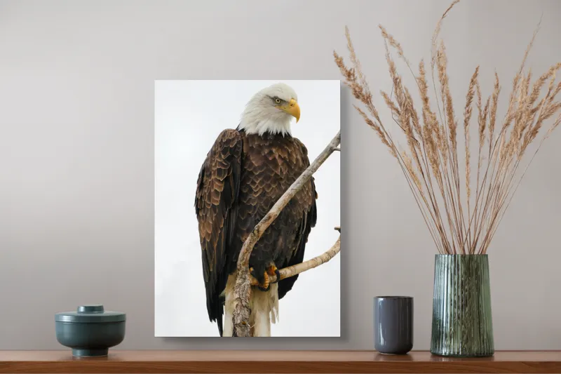 Tablou Canvas, "Vulturul mândru pe creangă înaltă", Vultur, Majestic, Penaj, Crengi, Privire, Natură., 39 x 54 cm – poza 3