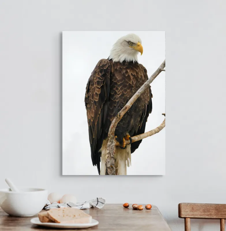 Tablou Canvas, "Vulturul mândru pe creangă înaltă", Vultur, Majestic, Penaj, Crengi, Privire, Natură., 50 x 70 cm – poza 3