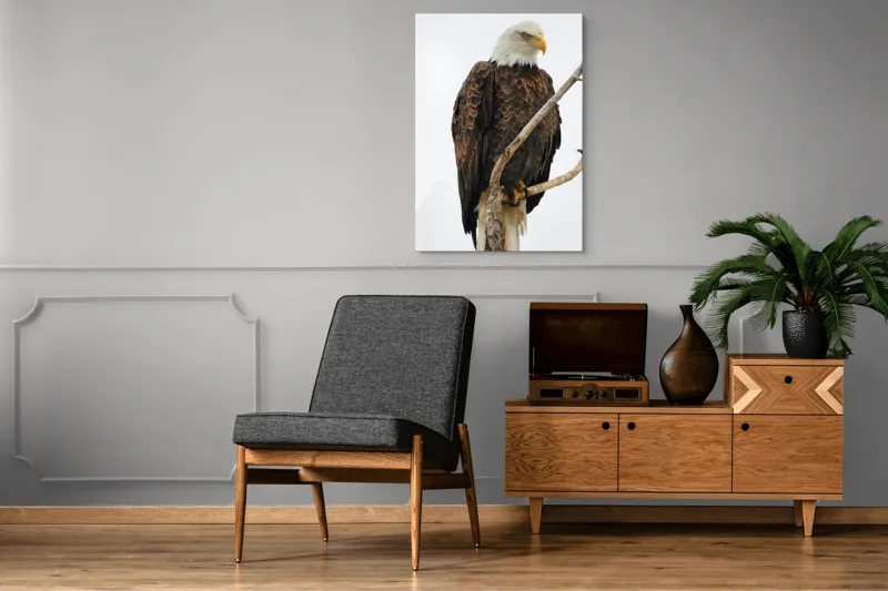 Tablou Canvas, "Vulturul mândru pe creangă înaltă", Vultur, Majestic, Penaj, Crengi, Privire, Natură., 70 x 100 cm – poza 6