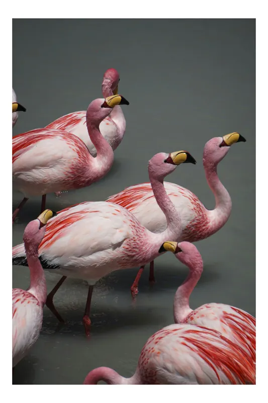 Tablou Canvas, "Dansul grațios al flamingourilor roz", Flamingo, Roz, Aglomerare, Apă, Elegant, Grațios, Exuberant, Seren, Păsări, Strălucitor, 100 x 150 cm