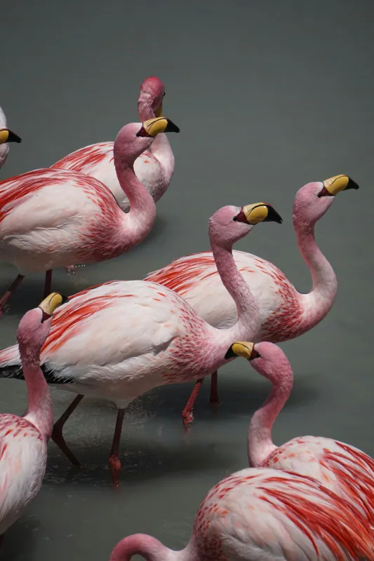 Tablou Canvas, "Dansul grațios al flamingourilor roz", Flamingo, Roz, Aglomerare, Apă, Elegant, Grațios, Exuberant, Seren, Păsări, Strălucitor, 26 x 39 cm – poza 2