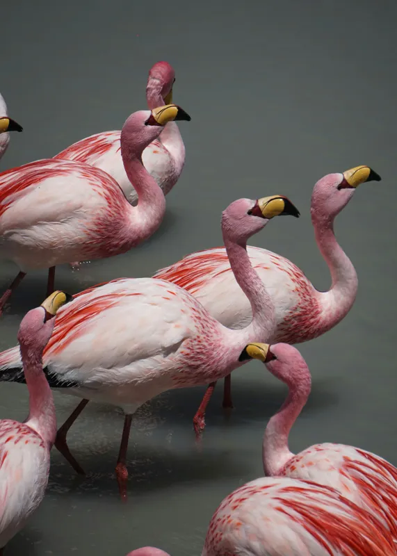 Tablou Canvas, "Dansul grațios al flamingourilor roz", Flamingo, Roz, Aglomerare, Apă, Elegant, Grațios, Exuberant, Seren, Păsări, Strălucitor, 50 x 70 cm – poza 2
