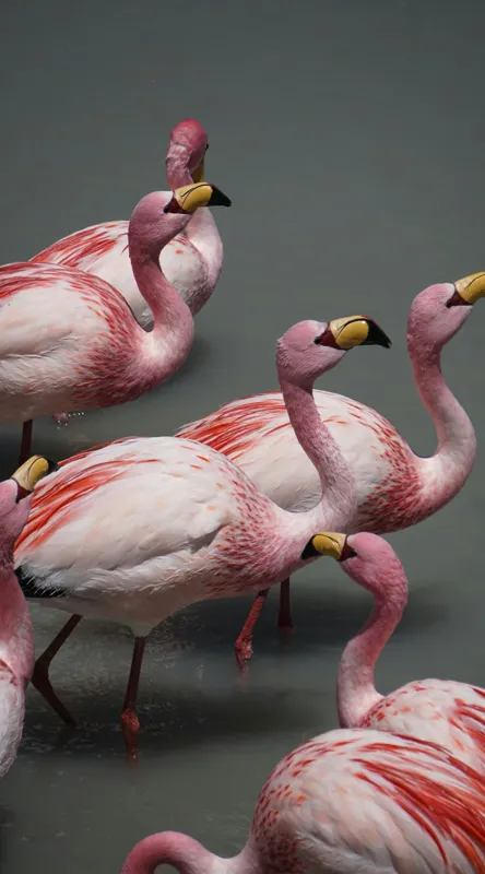 Tablou Canvas, "Dansul grațios al flamingourilor roz", Flamingo, Roz, Aglomerare, Apă, Elegant, Grațios, Exuberant, Seren, Păsări, Strălucitor, 50 x 90 cm – poza 2