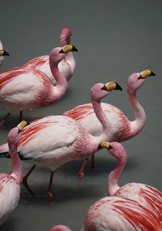 Tablou Canvas, "Dansul grațios al flamingourilor roz", Flamingo, Roz, Aglomerare, Apă, Elegant, Grațios, Exuberant, Seren, Păsări, Strălucitor, 70 x 100 cm – poza 2