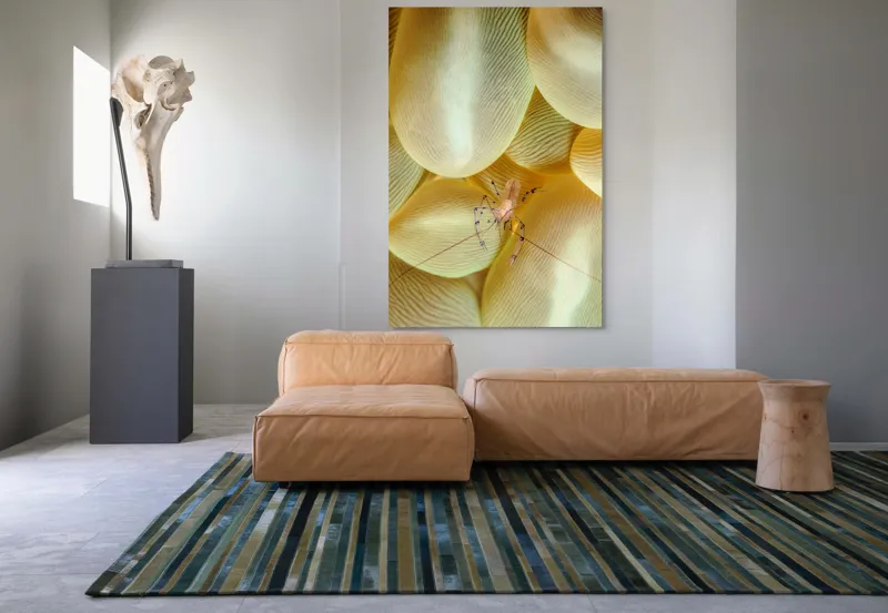 Tablou Canvas, "Crevețel printre corali molatici", Curiozitate, Fragilitate, Ocean, Detaliu, Contrast, Creativitate, Mister, Ecosistem, 100 x 150 cm – poza 7
