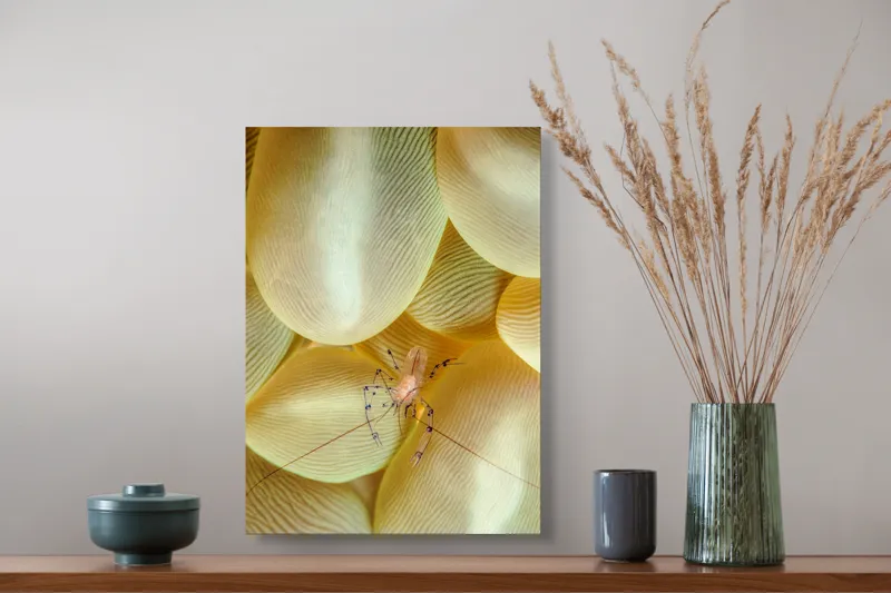 Tablou Canvas, "Crevețel printre corali molatici", Curiozitate, Fragilitate, Ocean, Detaliu, Contrast, Creativitate, Mister, Ecosistem, 39 x 54 cm – poza 3