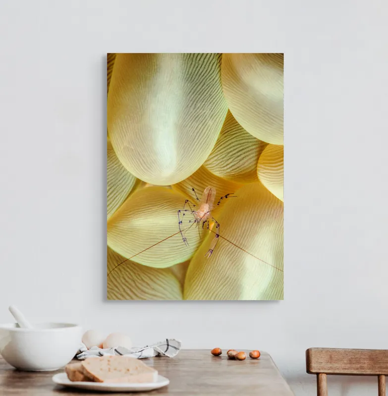 Tablou Canvas, "Crevețel printre corali molatici", Curiozitate, Fragilitate, Ocean, Detaliu, Contrast, Creativitate, Mister, Ecosistem, 50 x 70 cm – poza 3