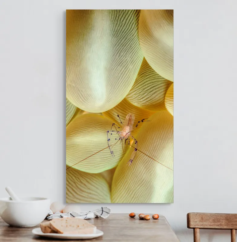 Tablou Canvas, "Crevețel printre corali molatici", Curiozitate, Fragilitate, Ocean, Detaliu, Contrast, Creativitate, Mister, Ecosistem, 50 x 90 cm – poza 3