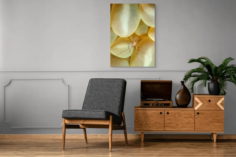 Tablou Canvas, "Crevețel printre corali molatici", Curiozitate, Fragilitate, Ocean, Detaliu, Contrast, Creativitate, Mister, Ecosistem, 70 x 100 cm – poza 6