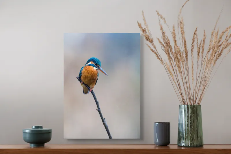 Tablou Canvas, "Mic pescarus albastru pe ramură subțire", Pescăruș, Ramură, Penaj, Natură, Vedere, Păsări, Liniște, Albastru, Contrast, Frumusețe, 39 x 54 cm – poza 3