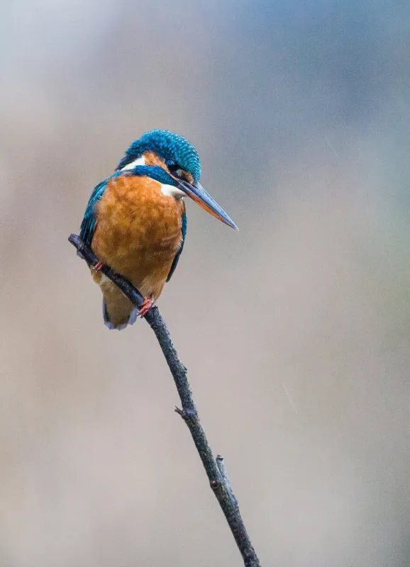 Tablou Canvas, "Mic pescarus albastru pe ramură subțire", Pescăruș, Ramură, Penaj, Natură, Vedere, Păsări, Liniște, Albastru, Contrast, Frumusețe, 39 x 54 cm – poza 2