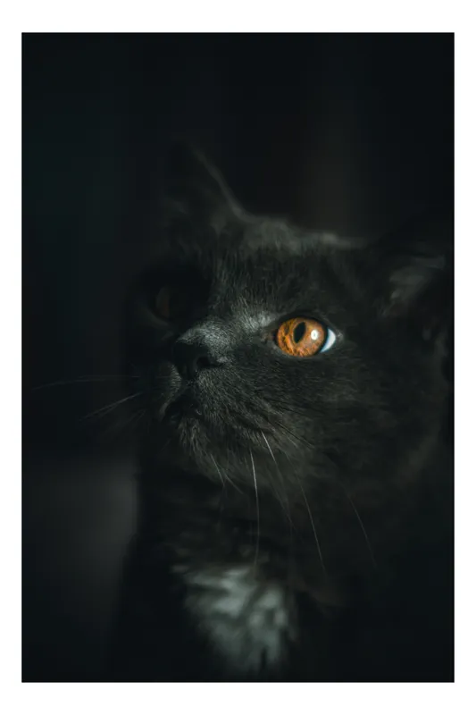Tablou Canvas, "Privirea enigmatică a pisicii negre", Mister, Eleganță, Privire, Pisică, Întuneric, Blană, Ochii, Misterios, 50 x 70 cm