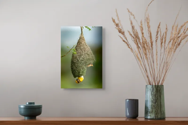 Tablou Canvas, "Minunata locuință a țesătorului curios", Cuib, Pasăre, Natură, Copac, Ramură, Verde, Joc, Echilibru, Grijă, Artă., 26 x 39 cm – poza 5