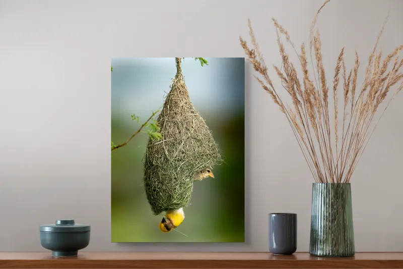 Tablou Canvas, "Minunata locuință a țesătorului curios", Cuib, Pasăre, Natură, Copac, Ramură, Verde, Joc, Echilibru, Grijă, Artă., 39 x 54 cm – poza 3