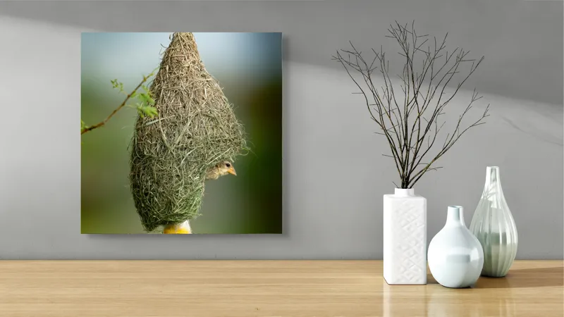 Tablou Canvas, "Minunata locuință a țesătorului curios", Cuib, Pasăre, Natură, Copac, Ramură, Verde, Joc, Echilibru, Grijă, Artă., 50 x 50 cm – poza 3