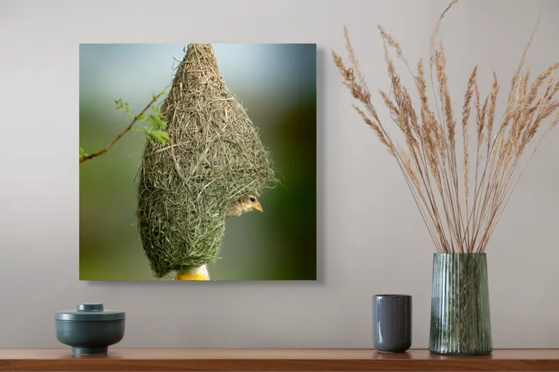 Tablou Canvas, "Minunata locuință a țesătorului curios", Cuib, Pasăre, Natură, Copac, Ramură, Verde, Joc, Echilibru, Grijă, Artă., 50 x 50 cm – poza 4