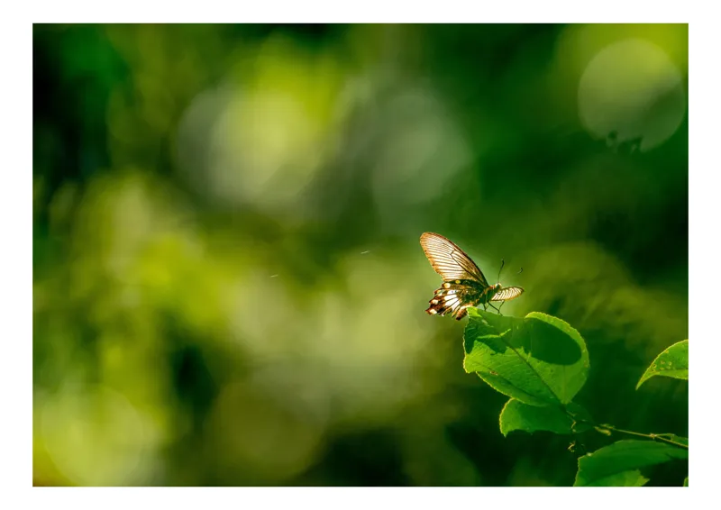 Tablou Canvas, "Fluture pe frunzele verzi scăldate de soare", Fluture, Frunze, Lumină, Verde, Natură, Bokeh, Aripi, Fragilitate, 54 x 39 cm