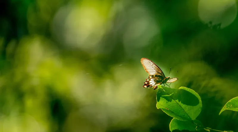 Tablou Canvas, "Fluture pe frunzele verzi scăldate de soare", Fluture, Frunze, Lumină, Verde, Natură, Bokeh, Aripi, Fragilitate, 90 x 50 cm – poza 2